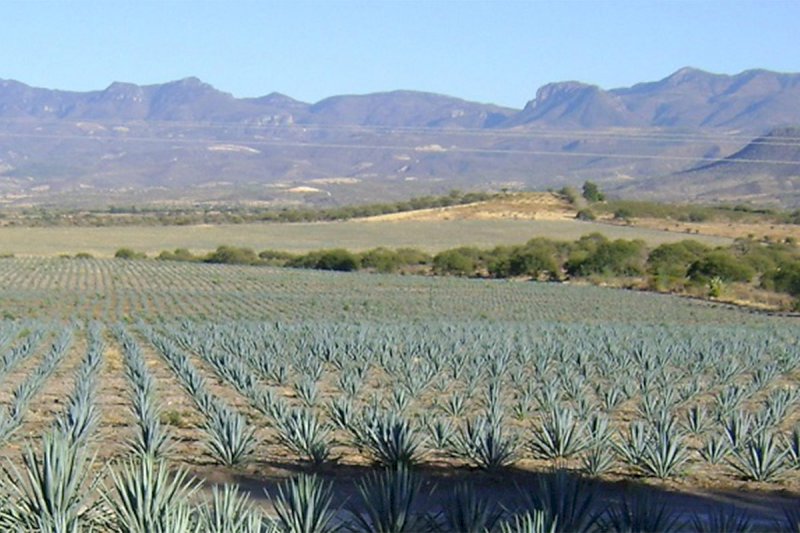 Bacanora