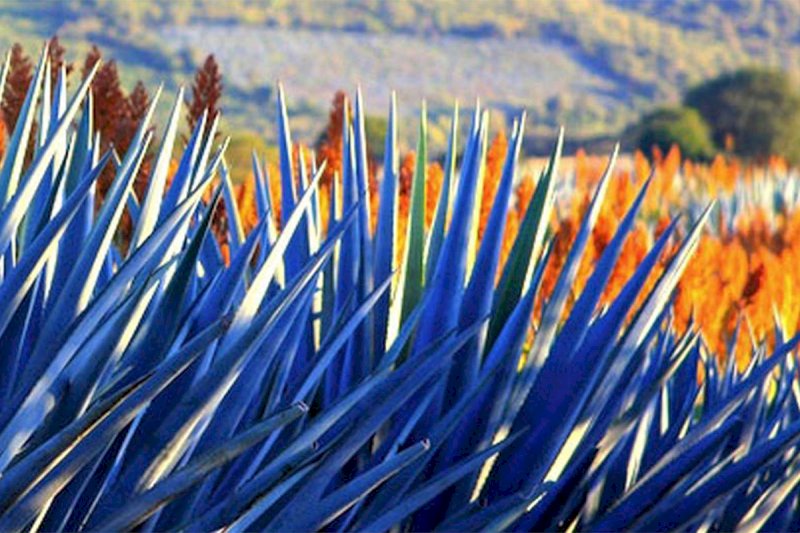 Herradura