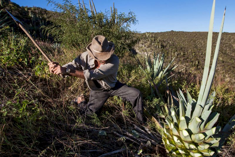 La guida completa per scoprire il Mezcal