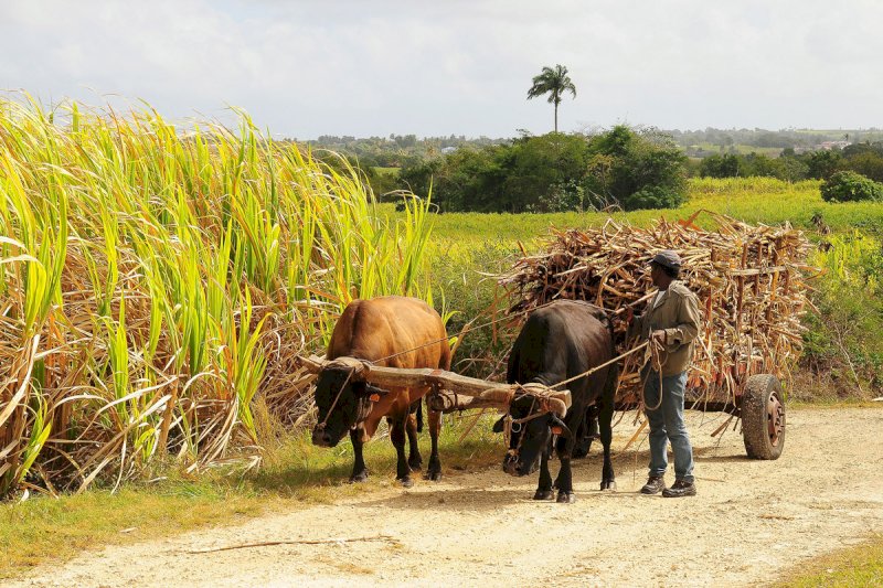 La guida completa per scoprire il Rum