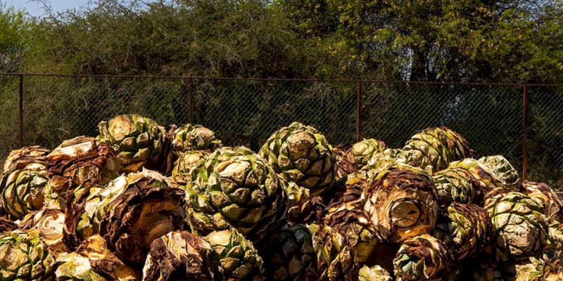 Mezcal Amaras