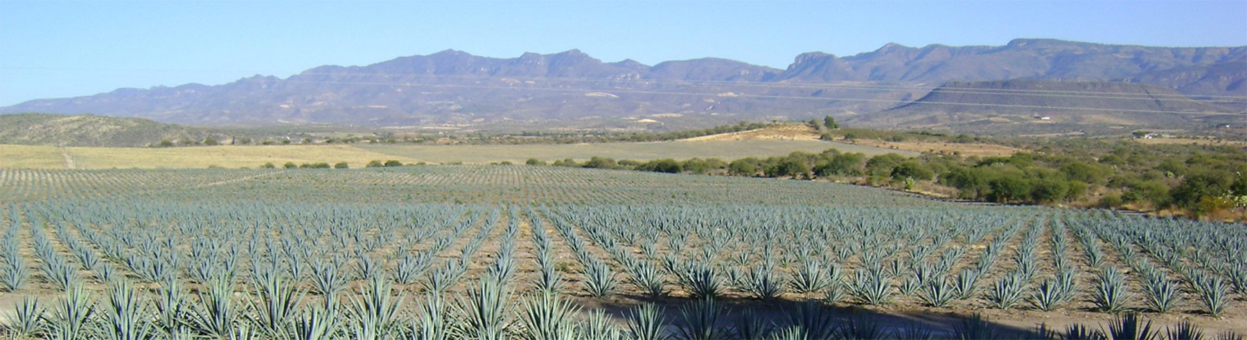 Bacanora