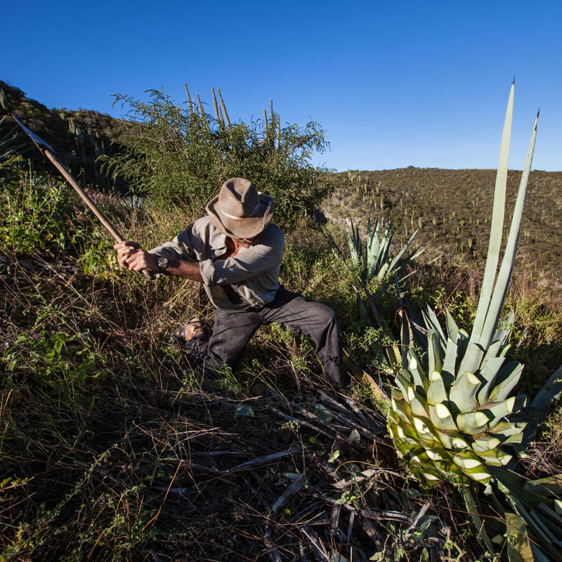 Mezcal Guide