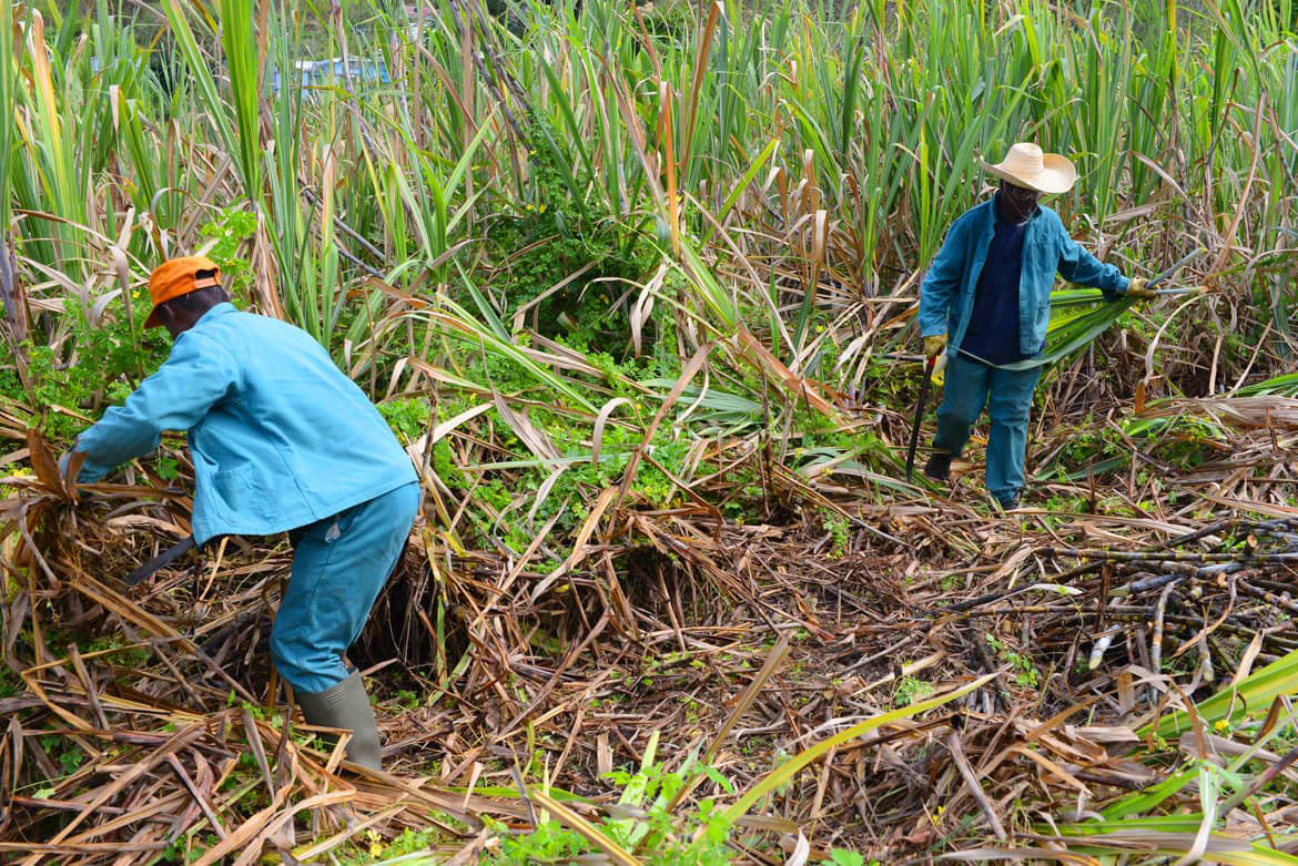 Neisson Rum Agricole: la Martinica nel bicchiere
