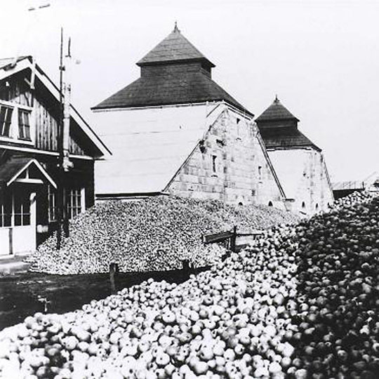 Nikka Whisky Giapponese