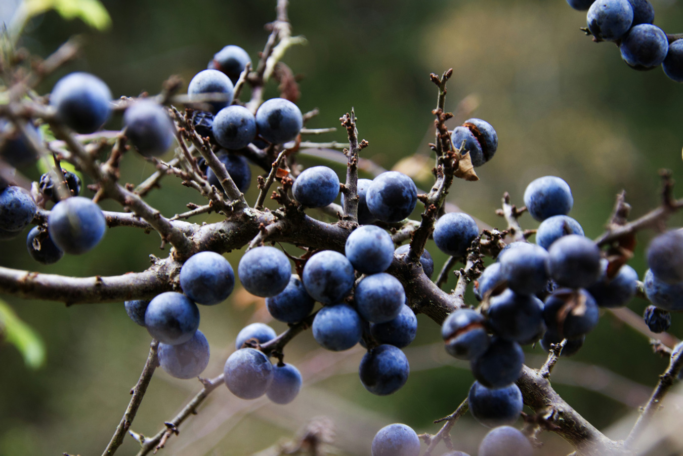 Tutti i segreti dello Sloe Gin, il liquore che non è un gin