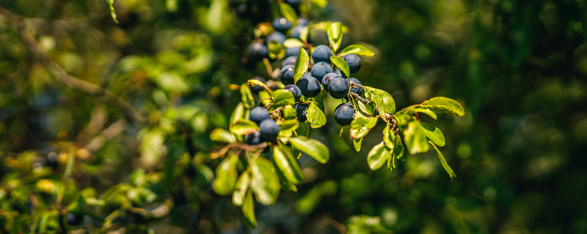 Tutti i segreti dello Sloe Gin, il liquore che non è un gin
